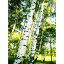 Papier peint panoramique forêt de bouleau | Tapisserie panoramique arbre vert & rayons du soleil | Papier peint panoramique nature cage d'escalier