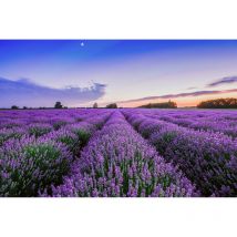 Papier peint panoramique lavande coucher du soleil | Tapisserie panoramique fleurie violette salon | Papier peint panoramique paysage en Provence
