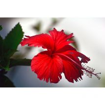 Papier peint panoramique rouge motif floral Tapisserie panoramique tropicale pour bureau Papier peint panoramique élégant pour chambre