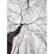 Papier peint panoramique motif arbre et feuilles | Tapisserie panoramique nature pour salle de bain | Papier peint panoramique noir et blanc - 192 X