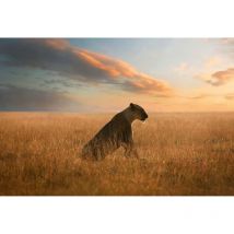 Papier peint panoramique paysage animaux | Tapisserie panoramique coucher de soleil | Papier peint panoramique lionne pour chambre - 384 X 260 cm (8