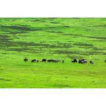Papier peint panoramique vert paysage Tapisserie panoramique trompe l'oeil savane Papier peint panoramique nature troupeau animaux