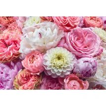 Komar - papier peint panoramique des fleurs romantiques rose