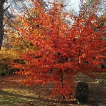 Parrotie de Perse (Parrotia Persica)