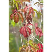 Pflanzen-für-dich.de - Mauerwein 'engelmannii' Parthenocissus Quinquefolia 'engelmannii' 5l 80- 100
