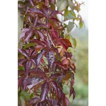 Parthenocissus quinquefolia 5L 100- 150