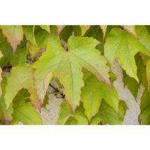 Parthenocissus tricuspidata 'Green Spring' 2L 40- 60