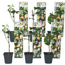 Plant In A Box - Passiflore - Set de 6 - Passiflora edulis 'Frederick' - Hauteur 25-40cm - 9cm