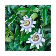 Passiflore bleue - passiflora caerulea 1,5L - 40/60cm