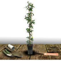 Passiflore Constance elliot/Pot de 3L