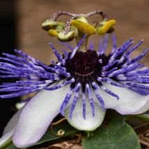 Passiflore riverside Damsel's Delight /Pot de 2L