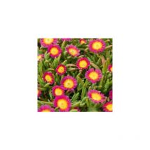 Delosperma jewel of desert hot pink wonder - Plantes