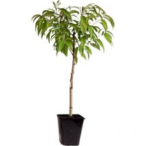 Plant In A Box - Prunier pêches - Prunus persica 'Saturne' - Hauteur 60-70cm - 15cm