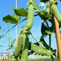 Thompson&morgan - Pea Douce Provence 1 Seed Packet (270 Seeds)