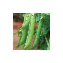 Thompson&morgan - Pea Hurst Green Shaft 1 Seed Packet