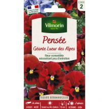 Pensée Géante Lueur des Alpes