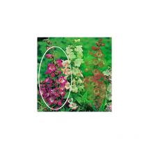 Penstemon gloire des 4 rues - 2 godets plante vivace