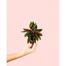 Pur Plant - Peperomia Caperata Rosso Mini Planta Natural Interior