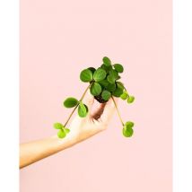 Peperomia Hope Mini Plantas Naturales Interior Pur Plant