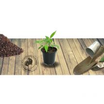 Persicaire affine Darjeeling Red/Godet - Rouge