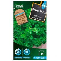 Persil Frisé vert fonçé