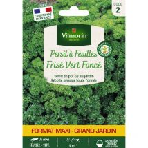 Vilmorin - Persil Frisé Vert Foncé - Grand Modèle