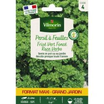 Persil Frisé Vert Foncé race Verbo - Grand Modèle