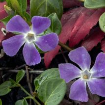 Pervenche minor/Pot de 7,5L