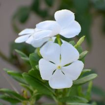 Pervenche blanche/Pot de 3L