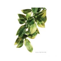 Exo Terra - Terrarium Plant Manderin Shrub Plastic Large - 544194