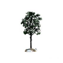 Sapin baumier