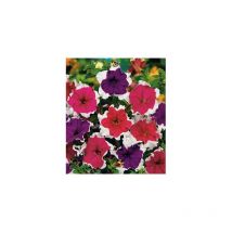 Petunia A Bord Blanc - 150 Graines - Graines De Fleurs