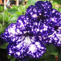 Petunia Nacht-sky Zwerg Samen 2998 – Bunte Blumen Für Garten Und Beete, Einfach Zu Züchten