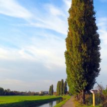Peuplier Noir d'Italie (Populus Nigra Italica)
