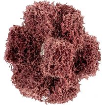 Schleifstern Polinox t 38-3 a 80 Pferd