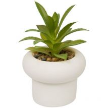 Pflanze G Cim Stefi Assh15box -