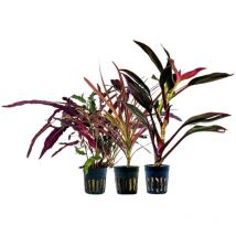 Pflanzen Set mit 3 Terrarienpflanzen Nr.273