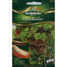 Quedlinburger Pflücksalat Babyleaf Mischung Saatplatte - Premium Gemüsesamen