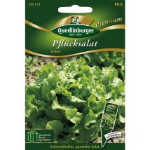 Quedlinburger Pflücksalat Oaker - Premium Gemüsesamen