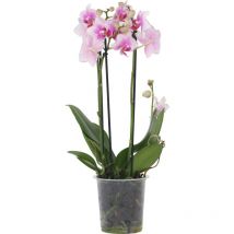 Orchidée papillon - Phalaenopsis Multiflora - Hauteur 35-45cm - 12cm