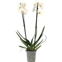 Orchidée papillon - Phalaenopsis - Hauteur 50-60cm - 12cm