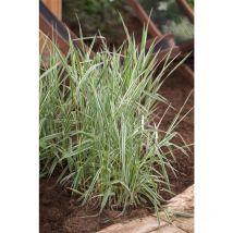 Phalaris arundinacea p 0,5