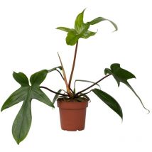 Plante verte - Philodendron 'Florida Green' - Hauteur 20-30cm - 12cm