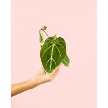 Pur Plant - Philodendron Gloriosum Mini Plantas Naturales Interior