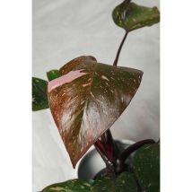 Vivaio Garden Forest - Philodendron Pink Princess pianta rara vaso 15cm h 45 cm