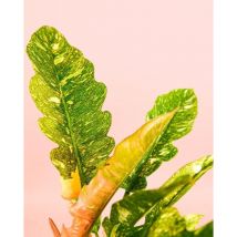 Pur Plant - Philodendron Ring of Fire Plantas Naturales Interior