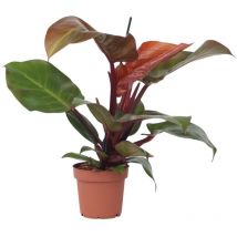 Plante verte - Philodendron 'Sun Light' - Hauteur 20-30cm - 12cm