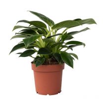 Plante verte - Philodendron 'White Wave' - Hauteur 25-40cm - 12cm