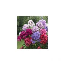 Phlox paniculata plante vivace - violet