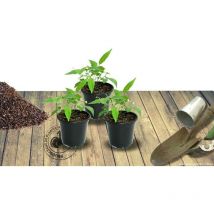 Phlox paniculé Elizabeth Arden | Conditionnement: Lot de 3 godets
